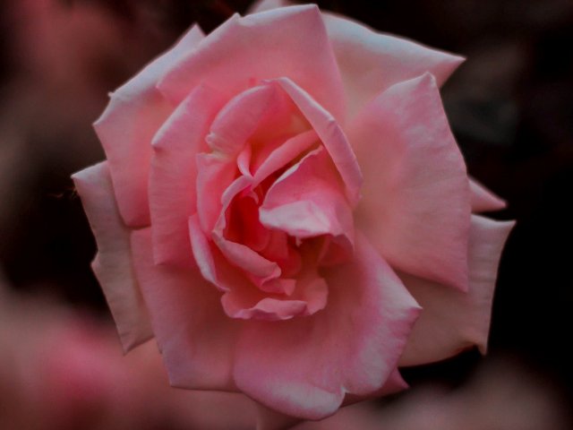 Rosa
